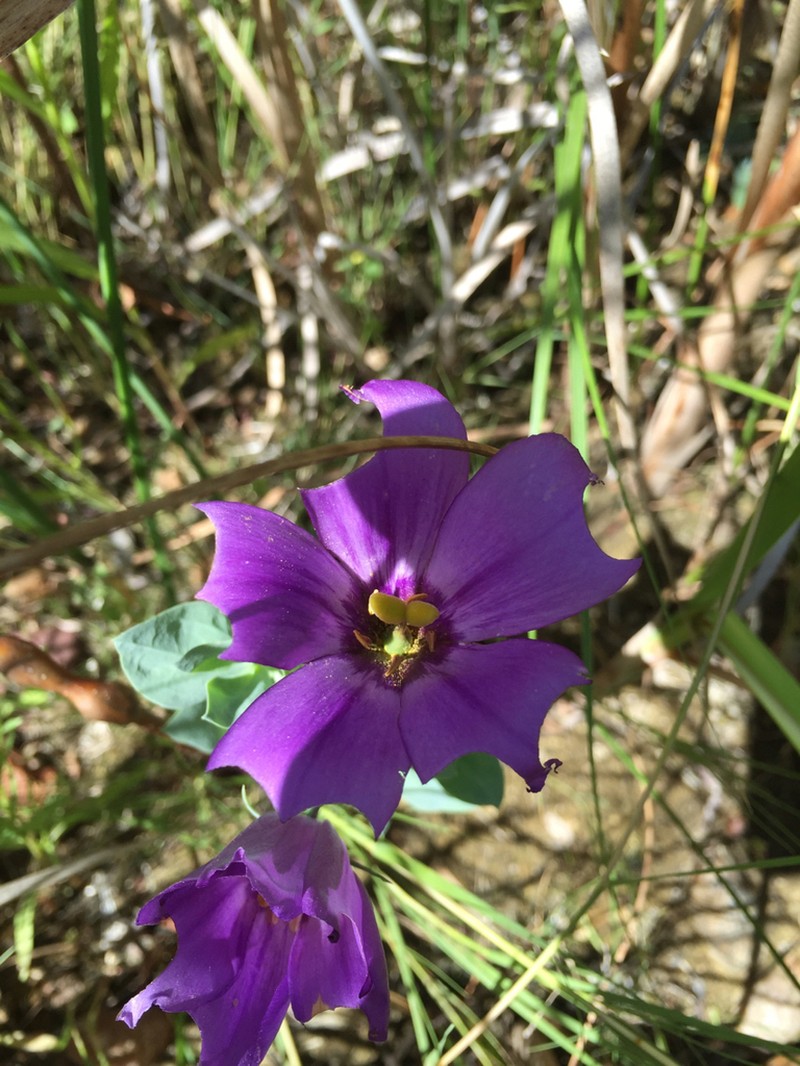 Eustoma russellianum photo 8