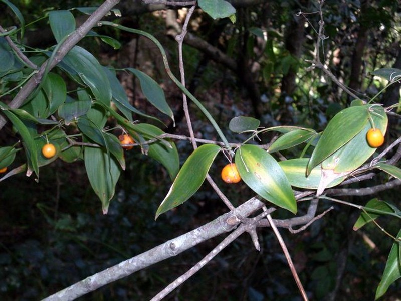 Wombat Berry photo 3
