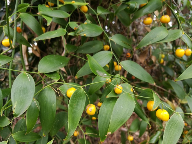 Wombat Berry photo 5