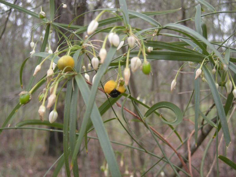 Wombat Berry photo 7