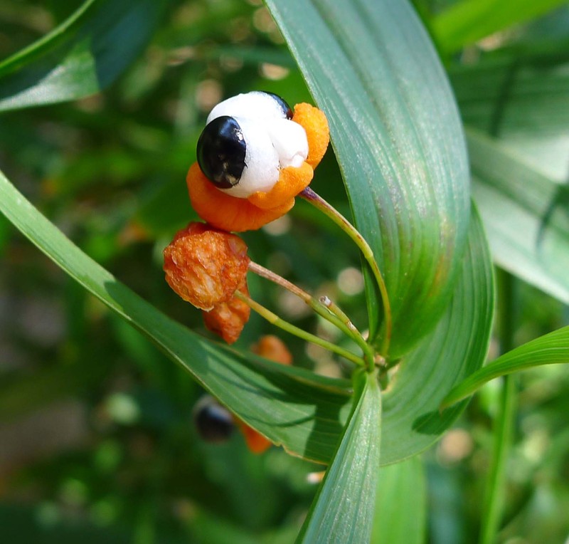 Wombat Berry photo 8