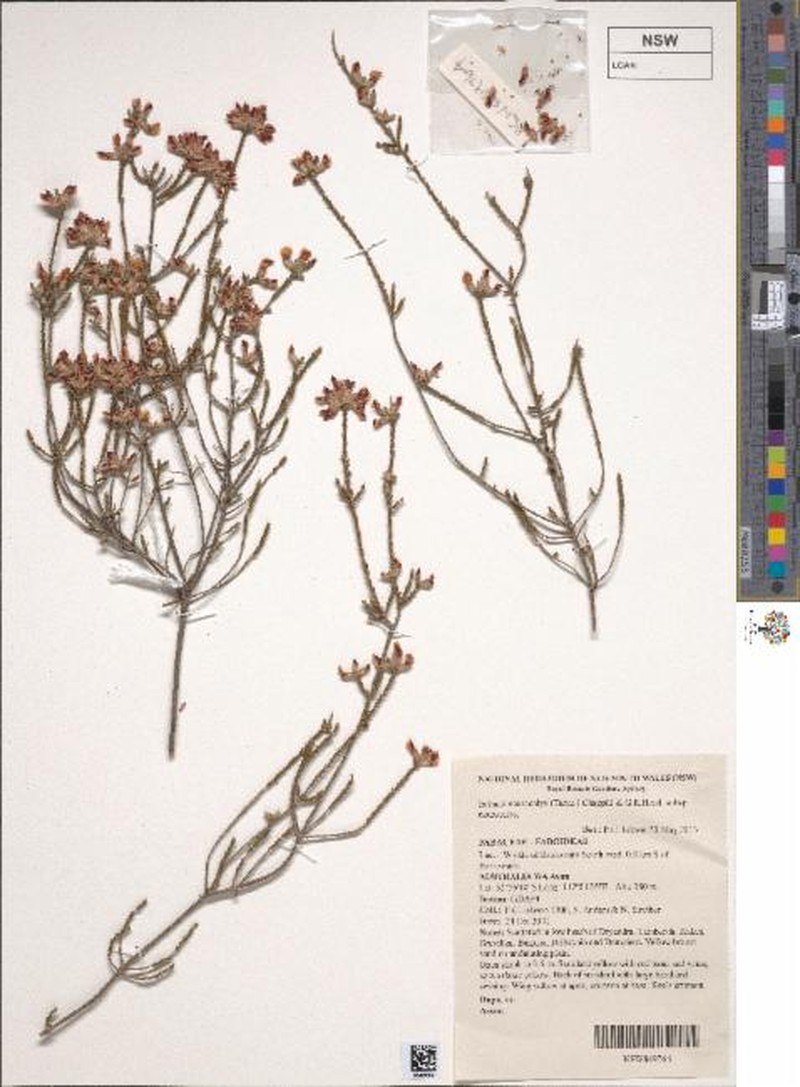 Eutaxia neurocalyx subsp. neurocalyx