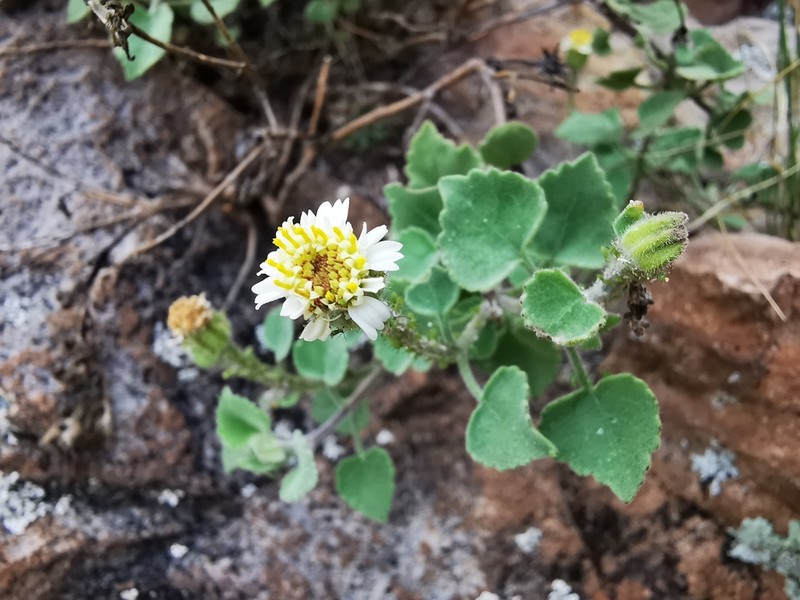 Eutetras palmeri photo 8