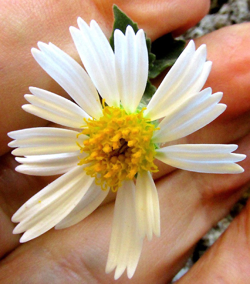 Eutetras pringlei