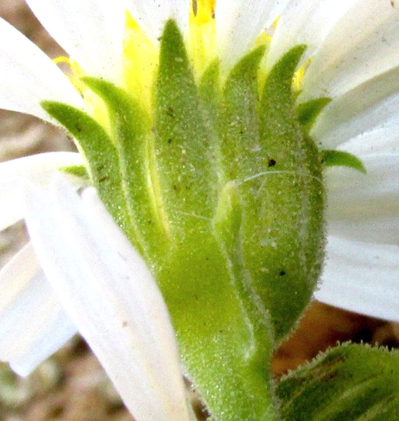 Eutetras pringlei photo 2