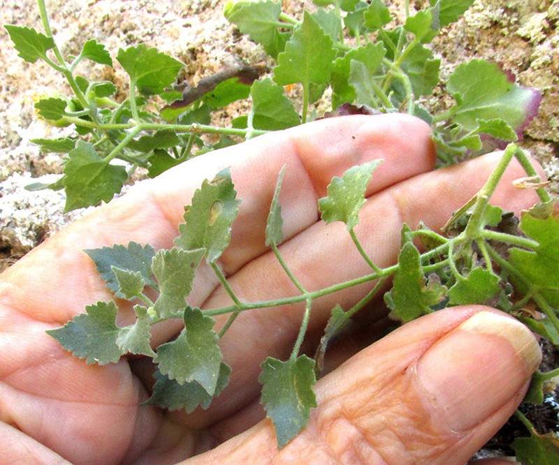 Eutetras pringlei photo 4