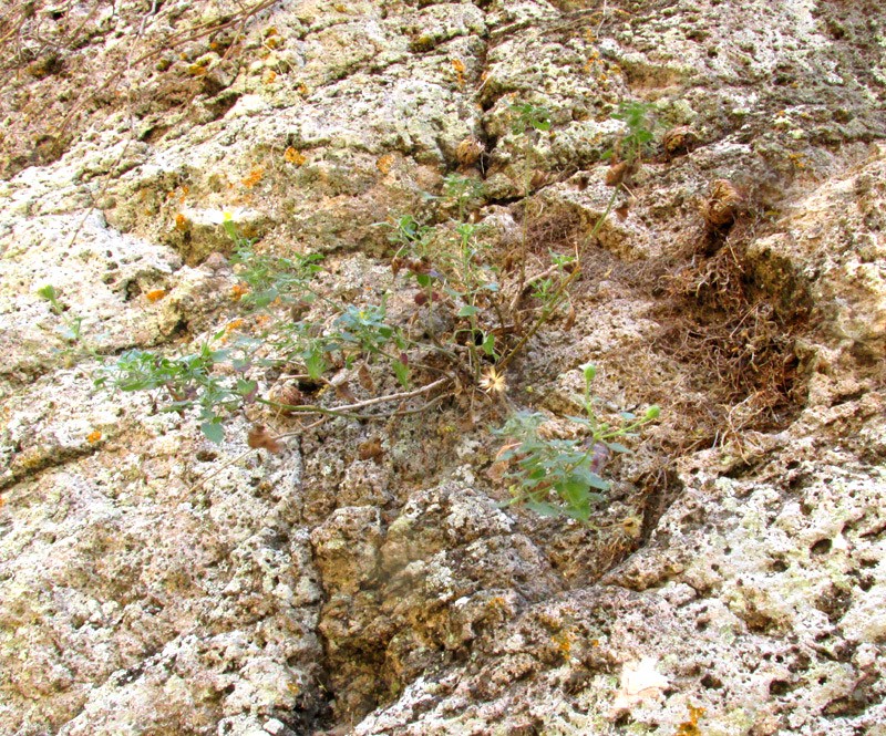 Eutetras pringlei photo 5