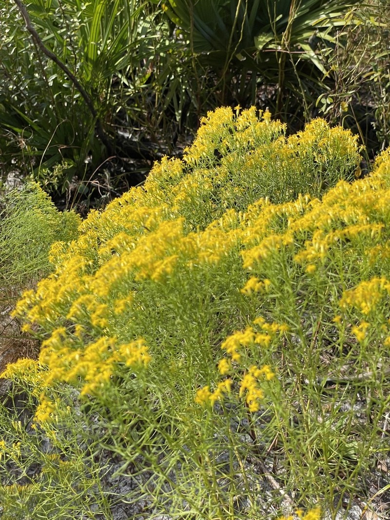 Slender Goldentop