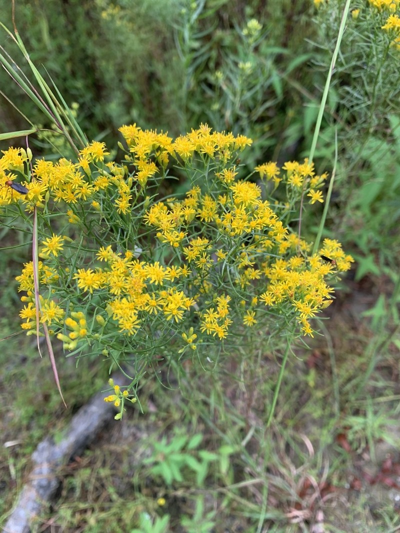 Slender Goldentop photo 2
