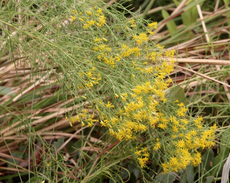 Slender Goldentop photo 3