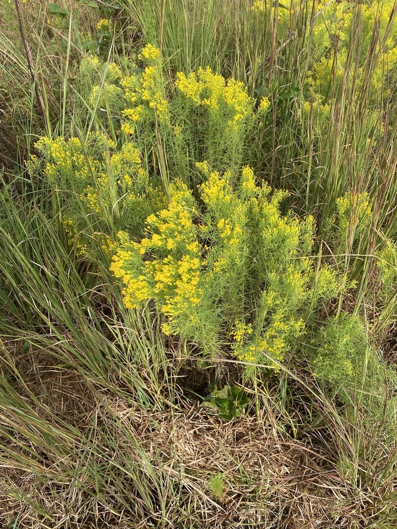 Slender Goldentop photo 4