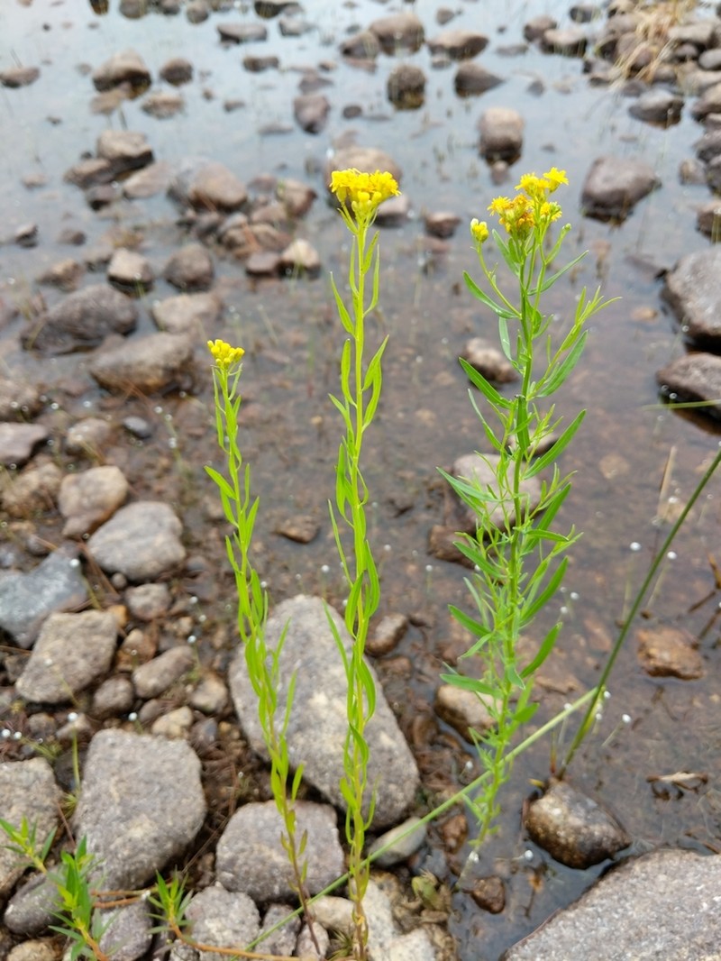 Slender Goldentop photo 5
