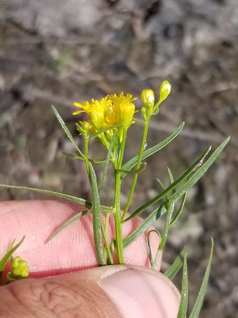 Slender Goldentop photo 6