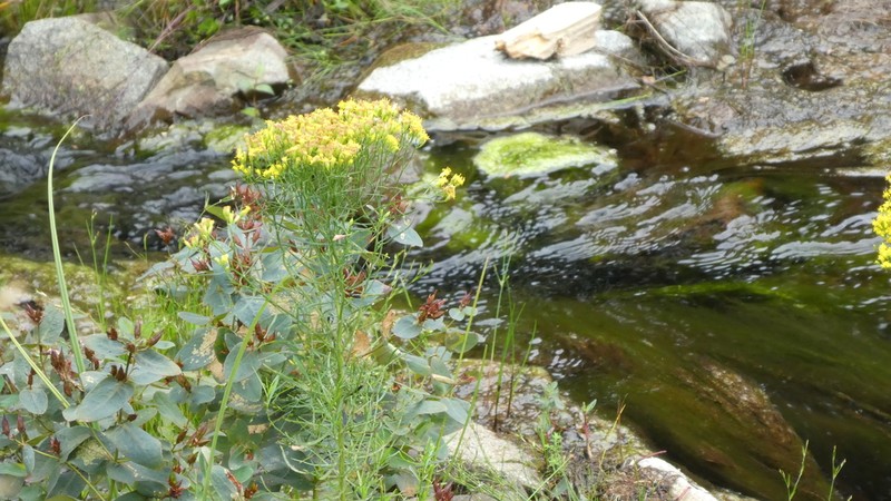 Slender Goldentop photo 7