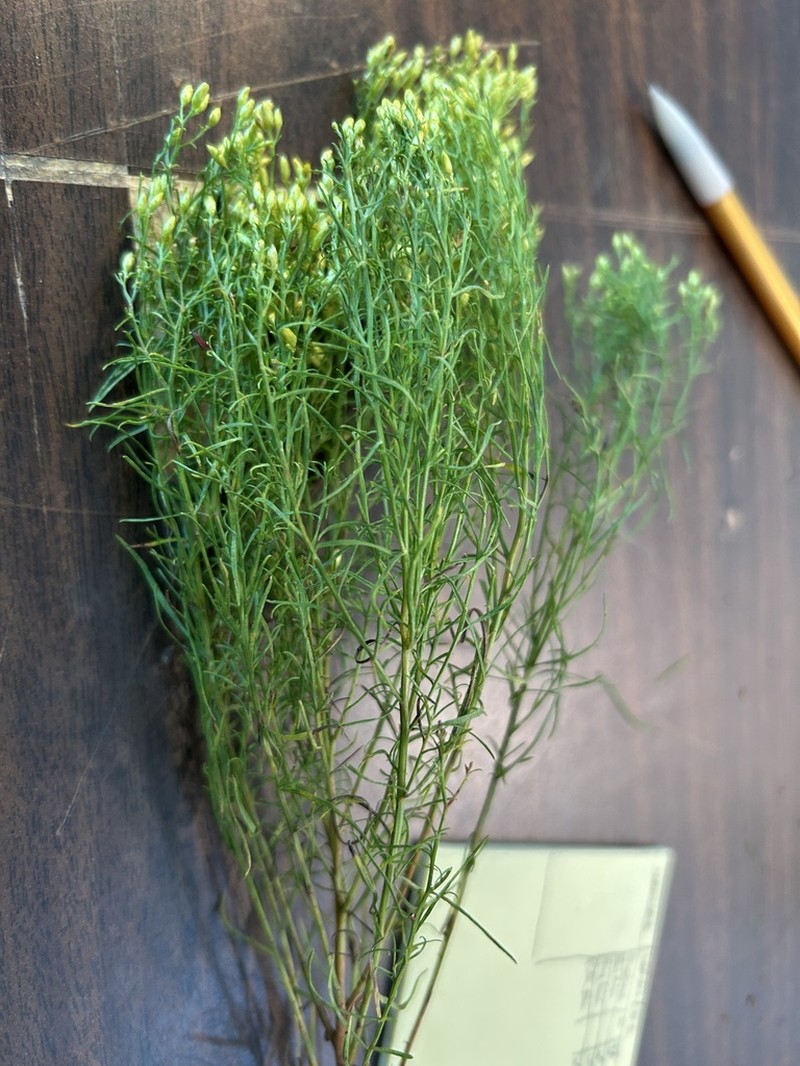 Euthamia floribunda