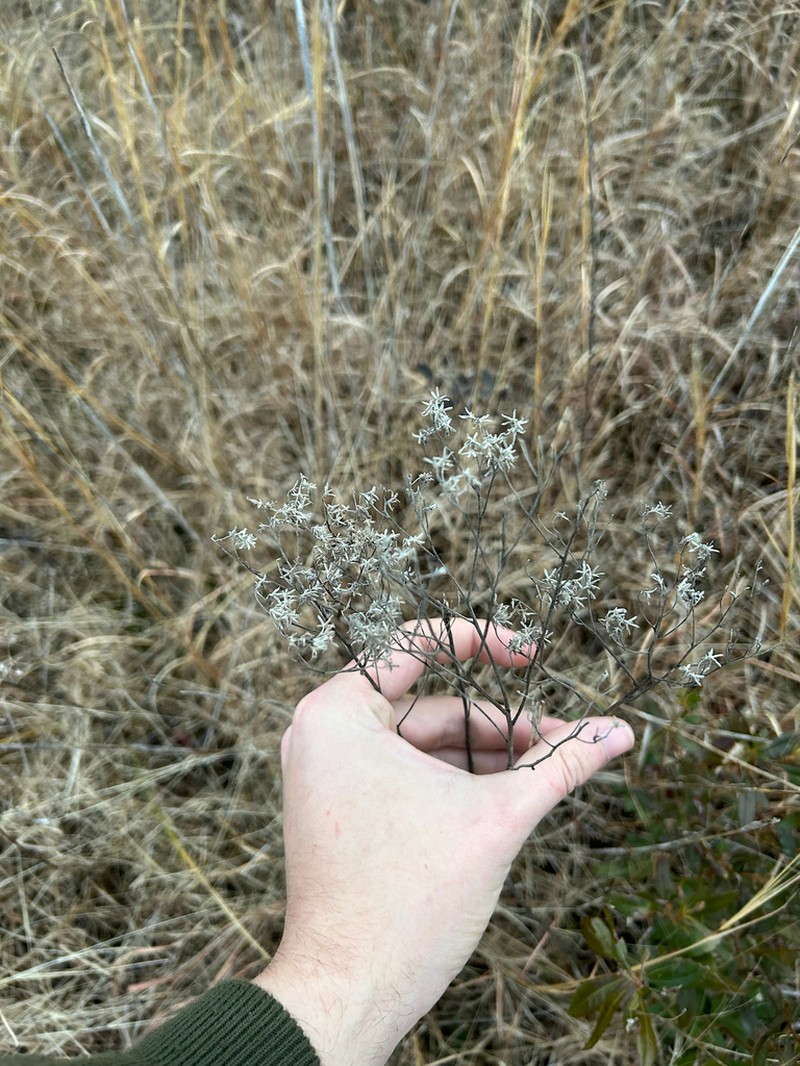 Euthamia floribunda photo 3
