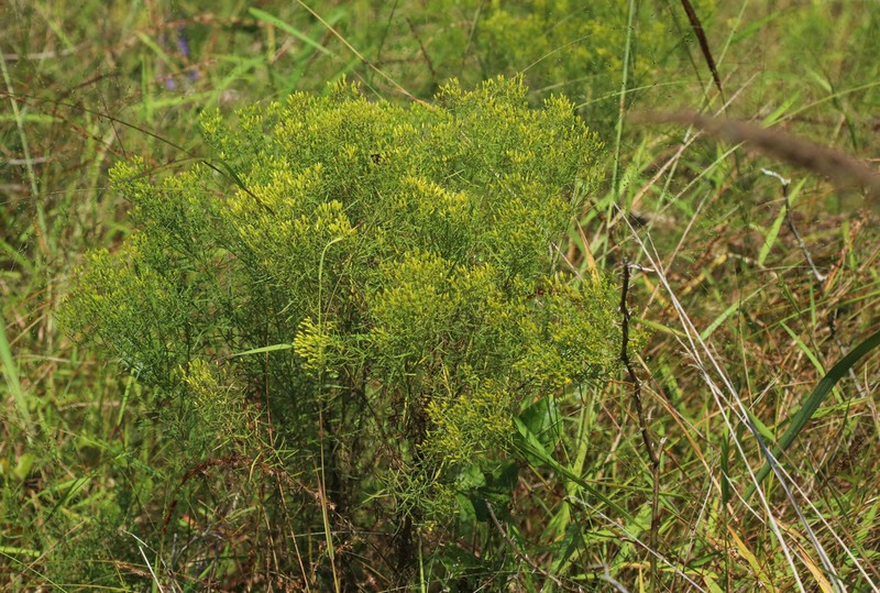 Euthamia floribunda photo 4