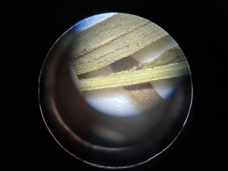 Euthamia floribunda photo 5
