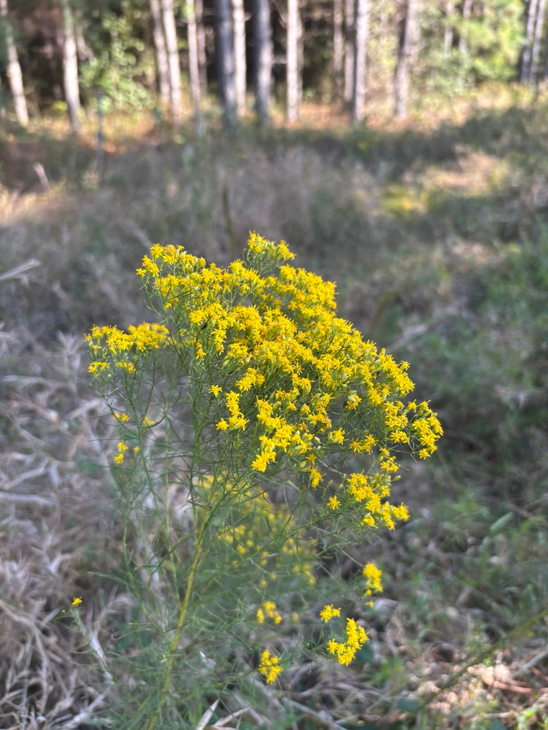 Euthamia floribunda photo 6