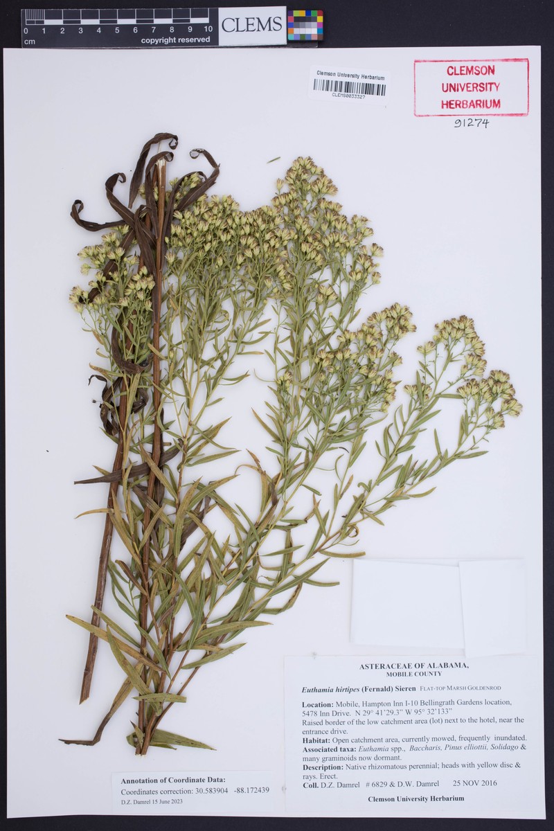 Euthamia floribunda photo 7
