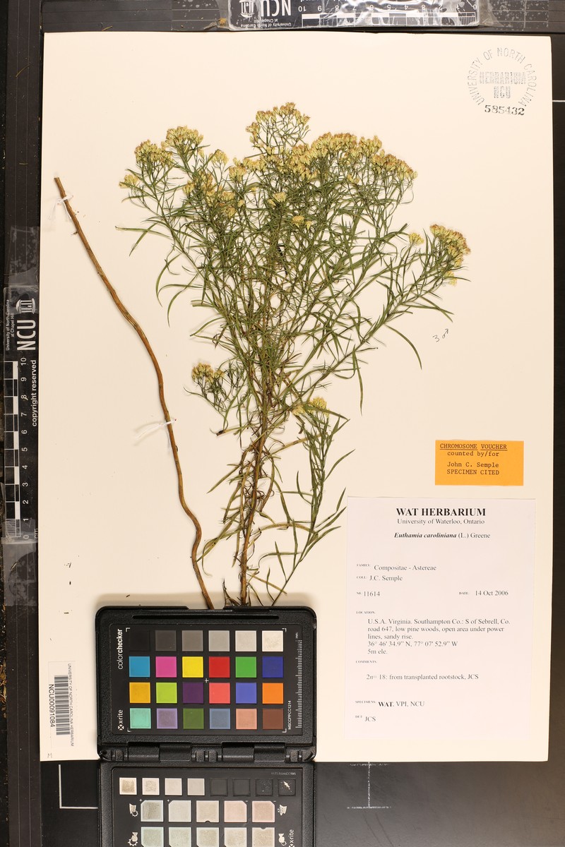 Euthamia floribunda photo 8