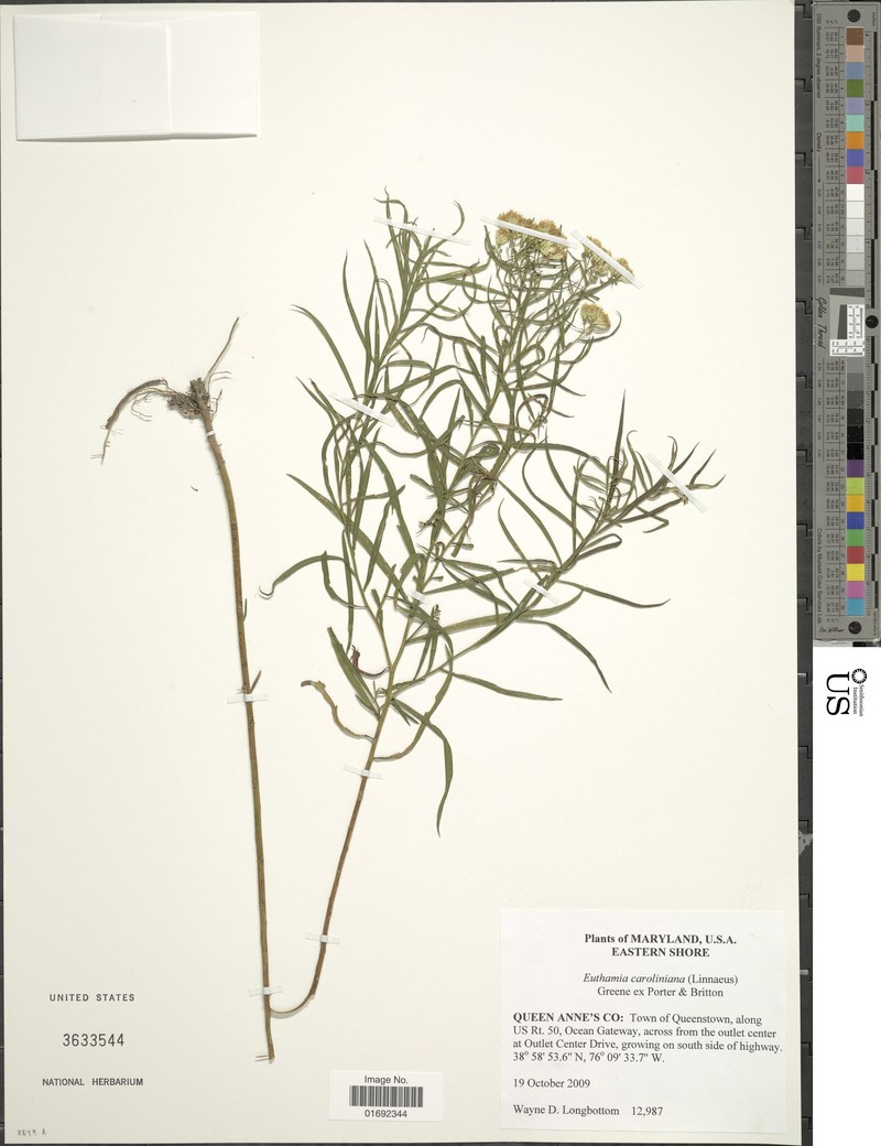 Euthamia floribunda