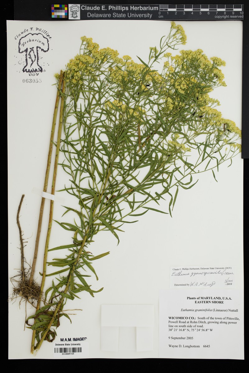 Euthamia floribunda photo 2