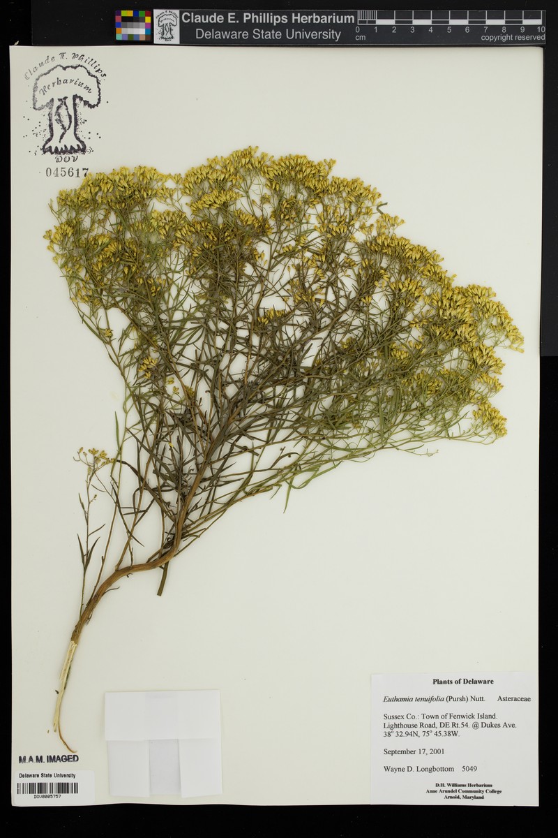 Euthamia floribunda photo 3
