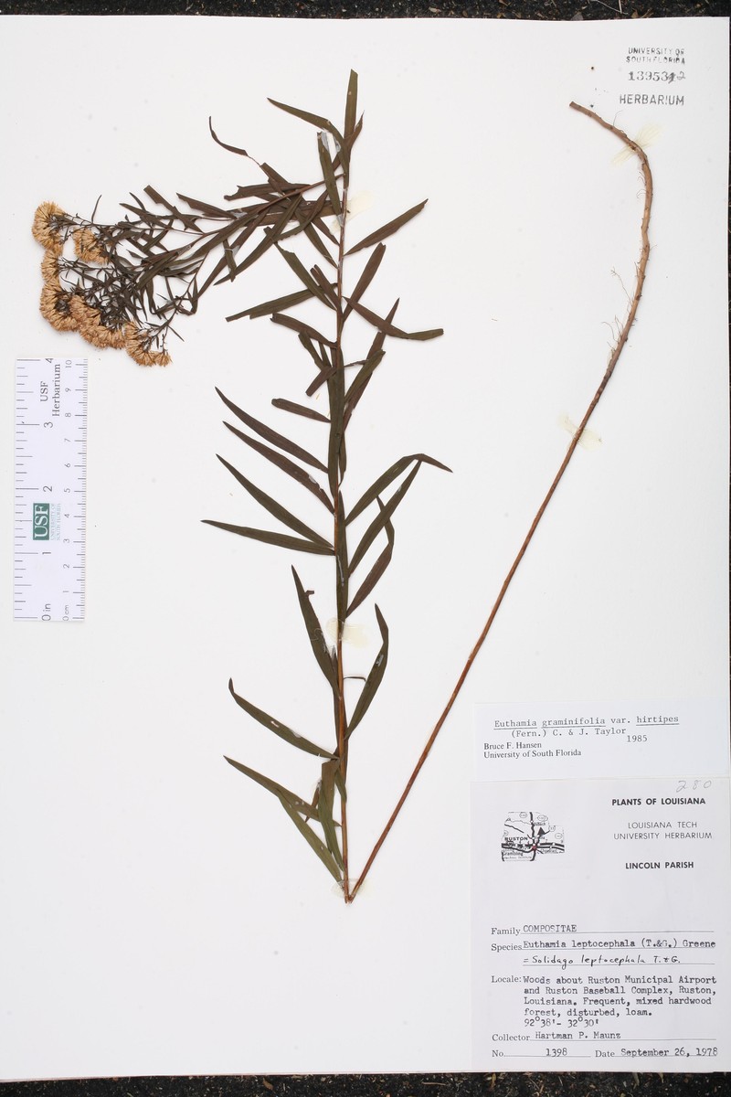 Euthamia floribunda photo 4