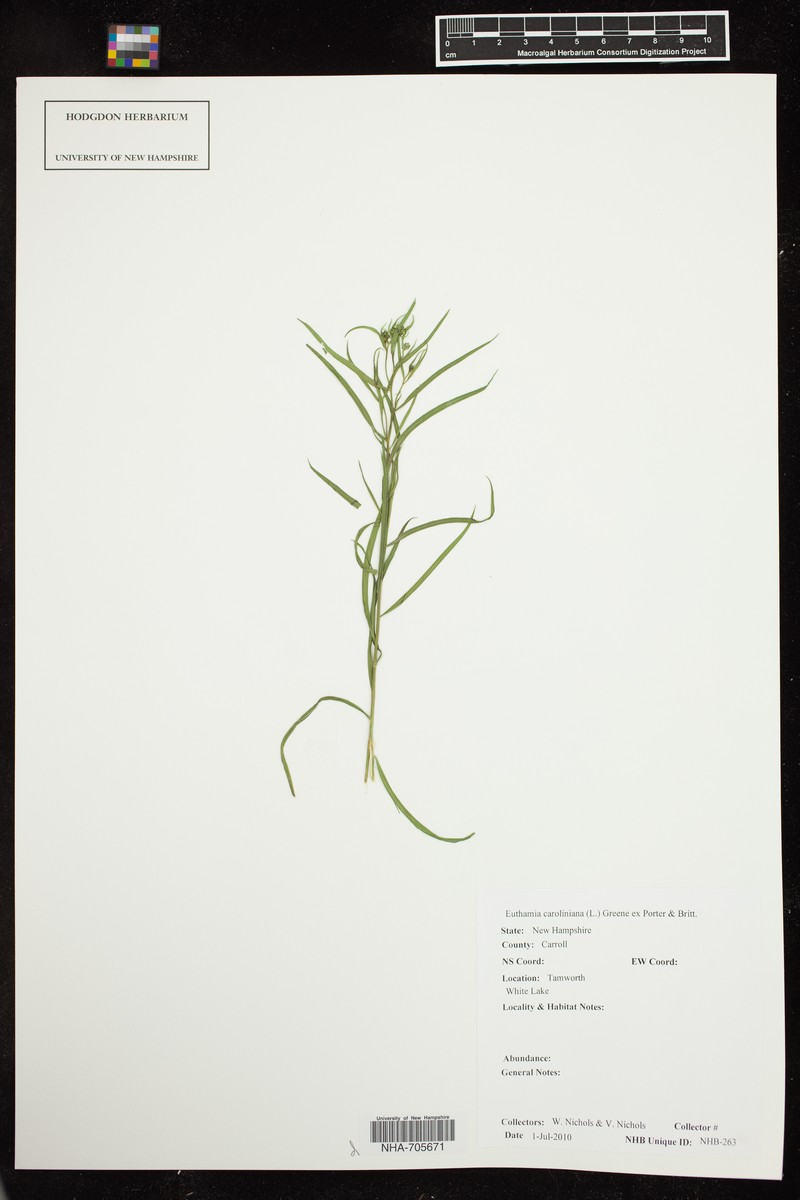 Slender Goldentop