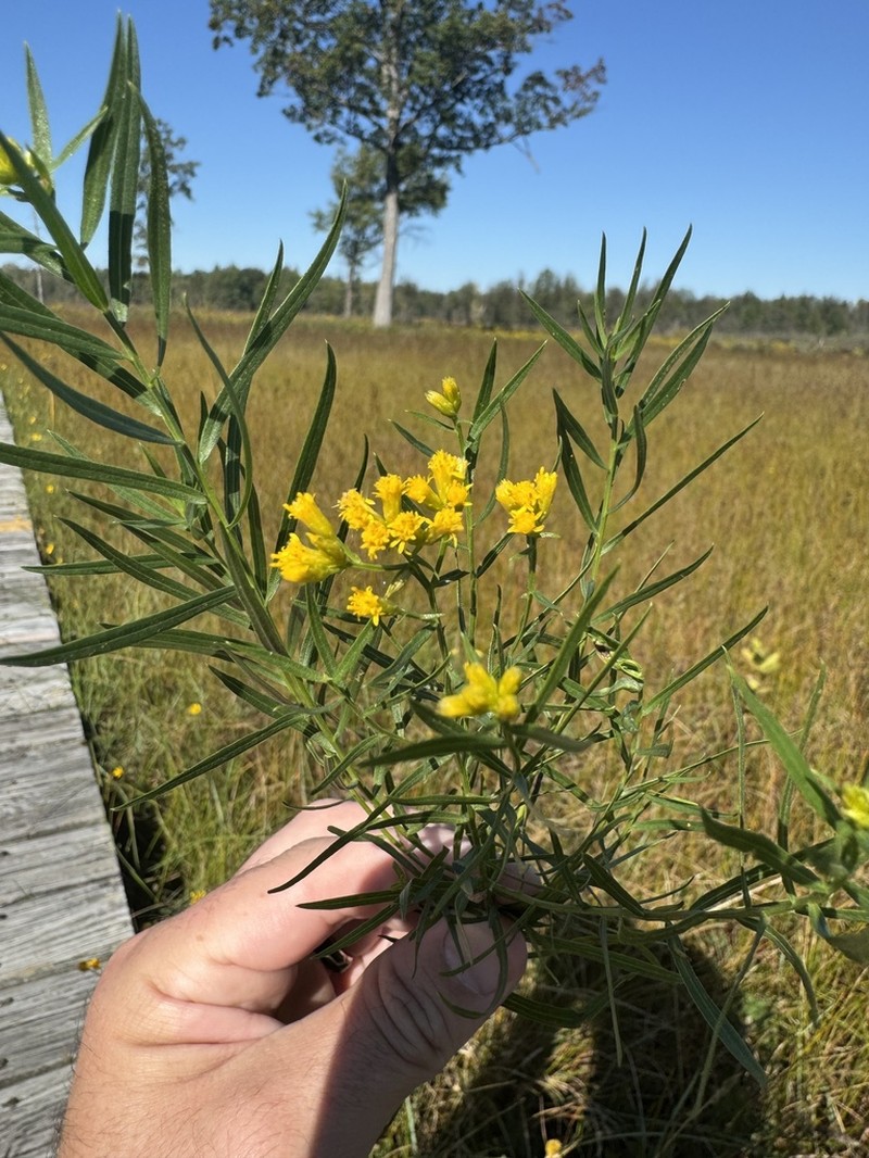 Texas Goldentop