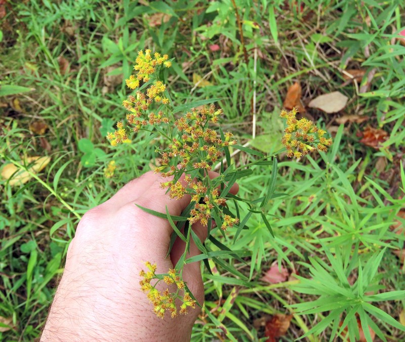 Euthamia lanceolata photo 3