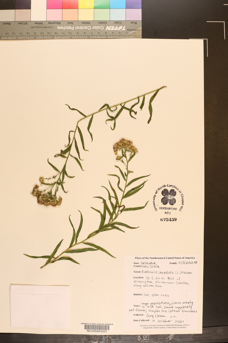 Euthamia lanceolata photo 4
