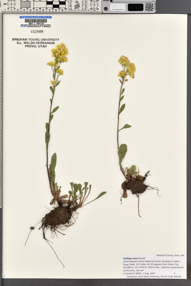 Euthamia lanceolata