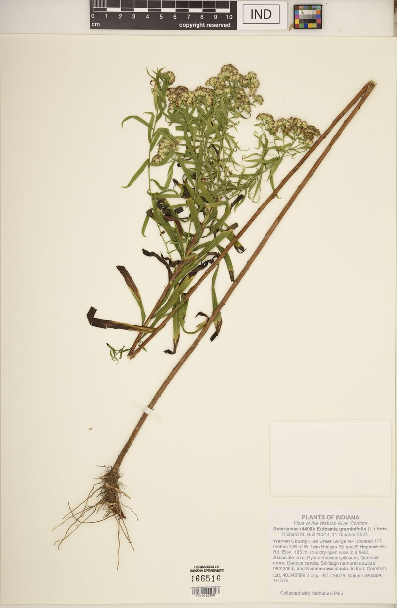 Euthamia lanceolata photo 2