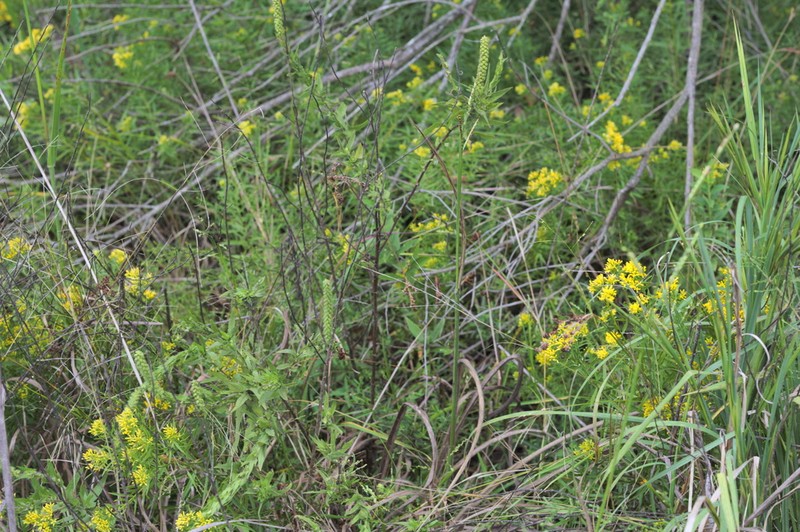 Bushy Goldentop