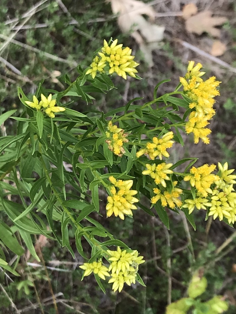 Bushy Goldentop photo 2