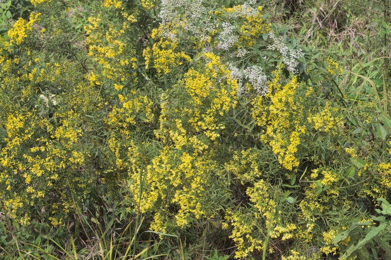 Bushy Goldentop photo 3