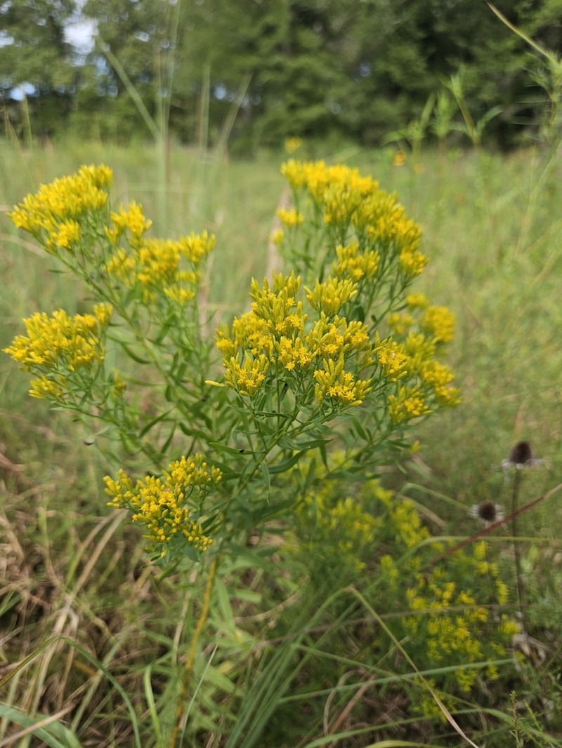 Bushy Goldentop photo 5