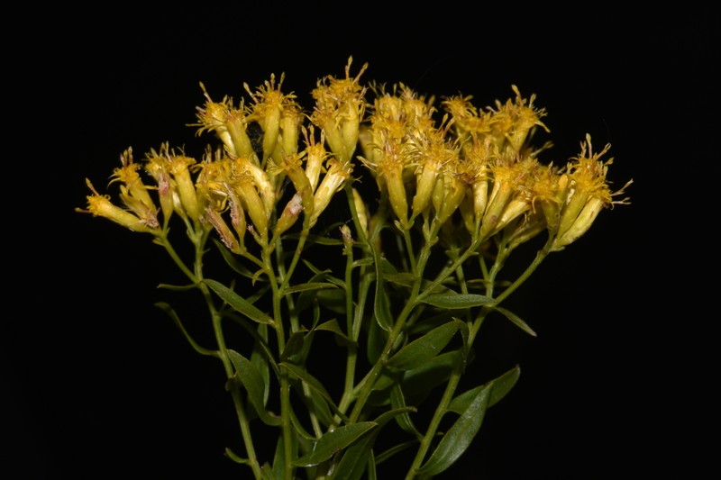 Bushy Goldentop photo 6
