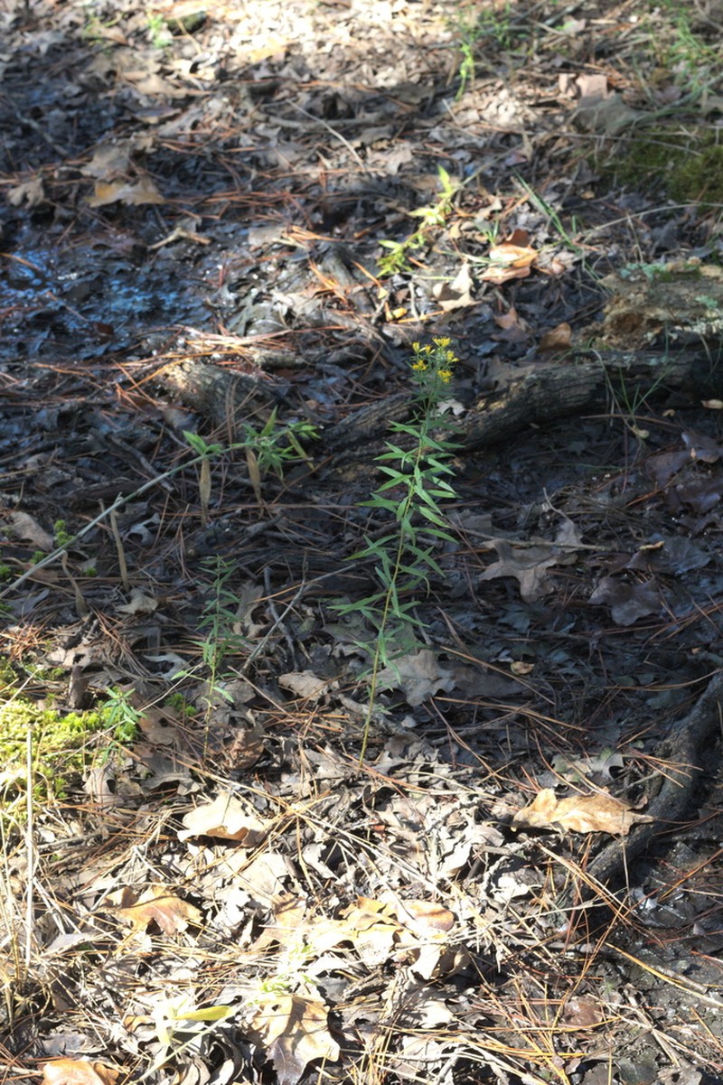 Bushy Goldentop photo 7