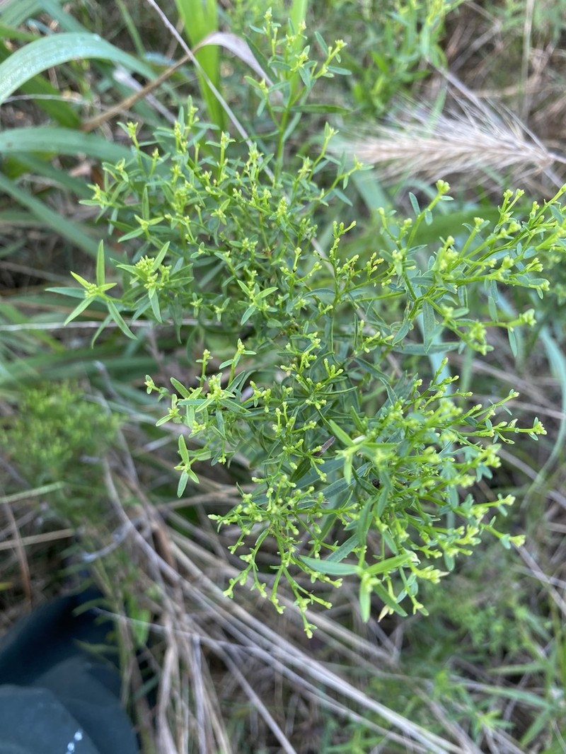 Bushy Goldentop photo 8