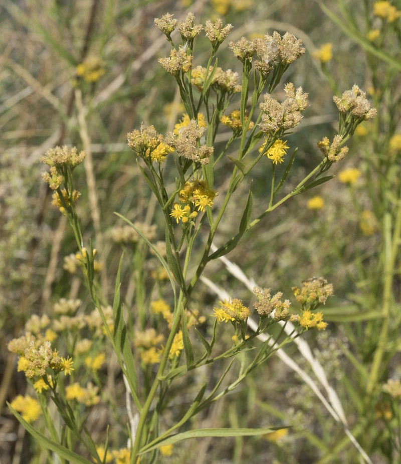 Western Goldentop