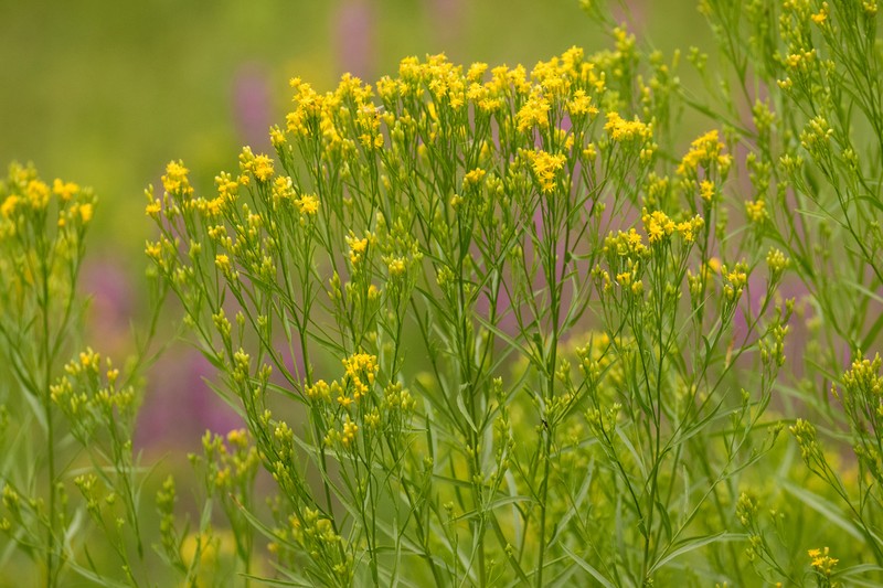 Western Goldentop photo 2