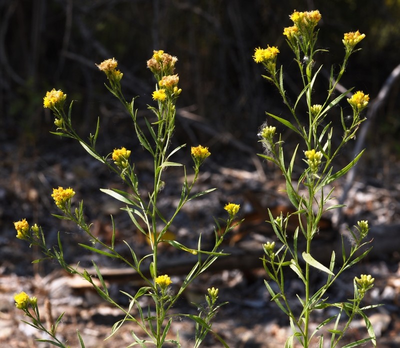 Western Goldentop photo 3