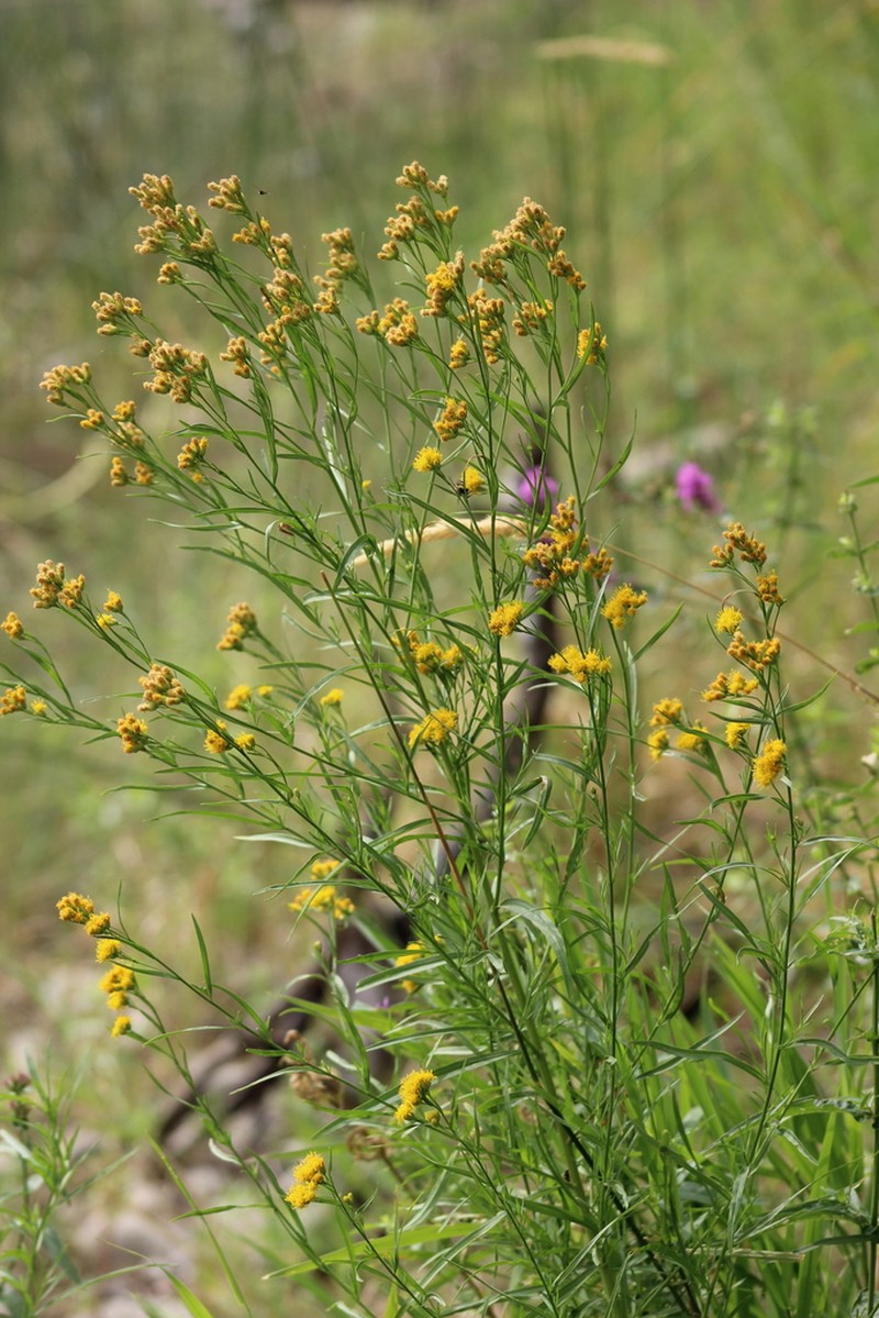 Western Goldentop photo 4