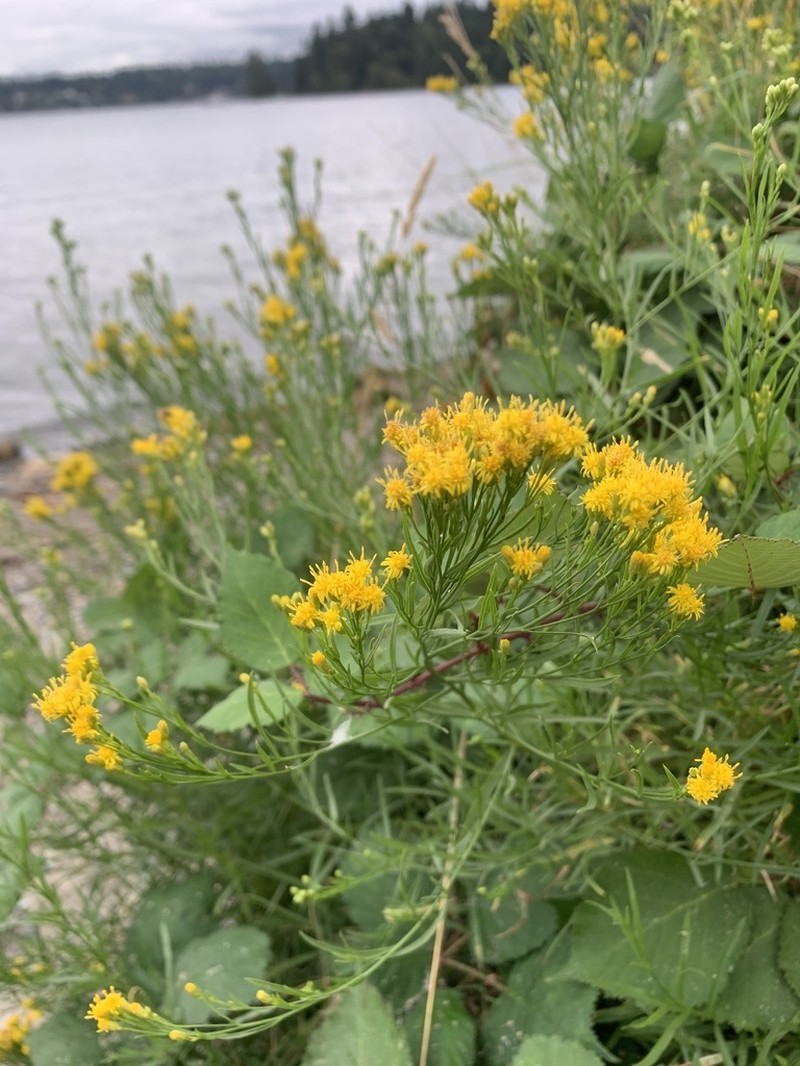 Western Goldentop photo 5