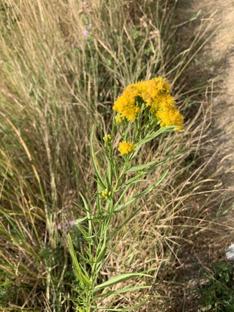 Western Goldentop photo 6