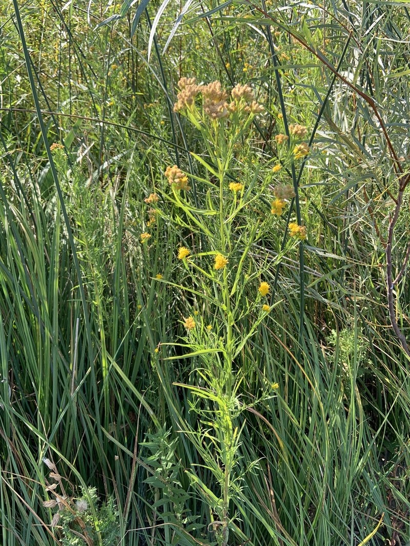 Western Goldentop photo 7