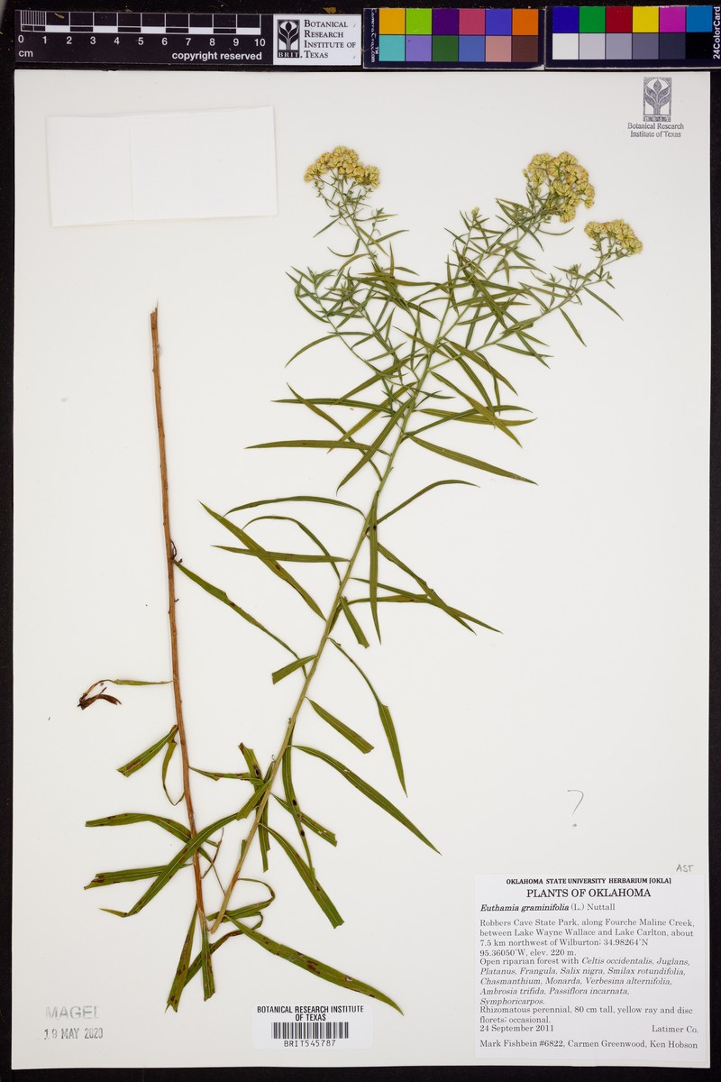 Euthamia oklahomensis